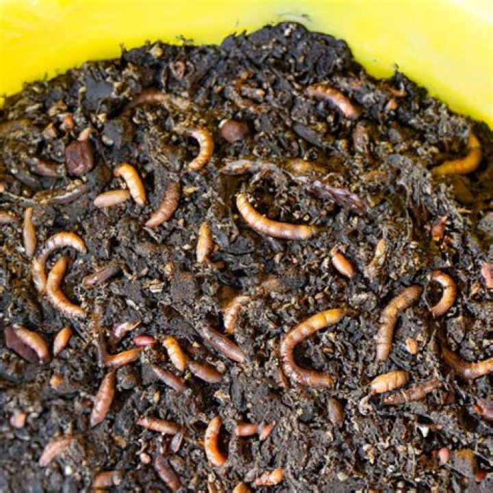 Are maggots in compost bad