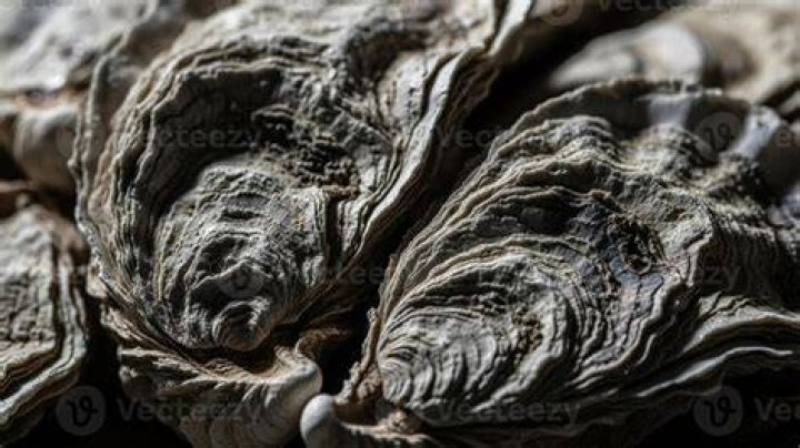 Are oysters fatty