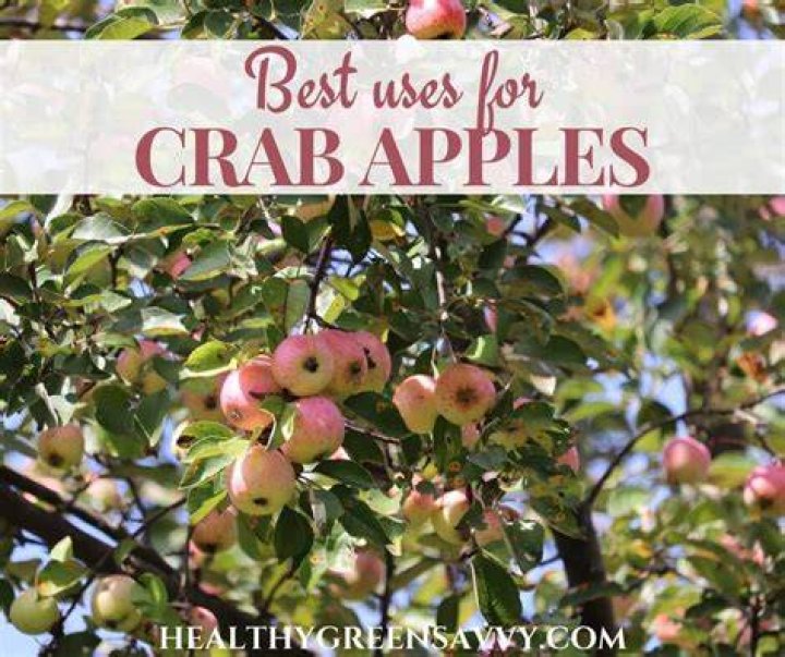 Are small crab apples edible