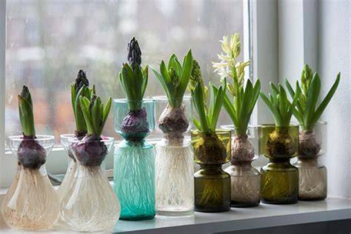 Can forced hyacinth bulbs be reused