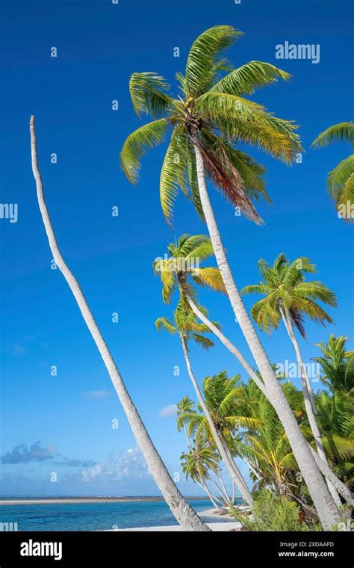 Can you fix a broken palm tree