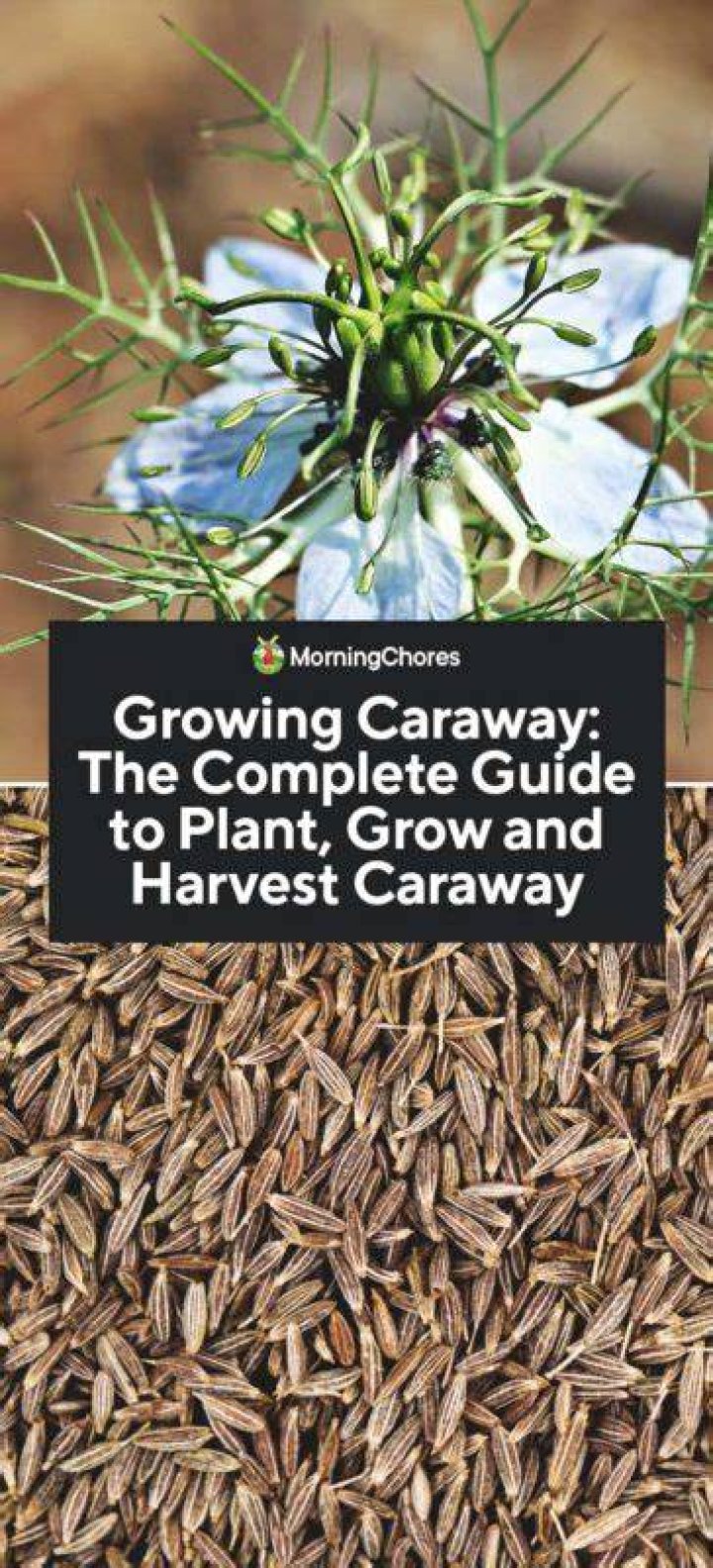Can you plant caraway seeds