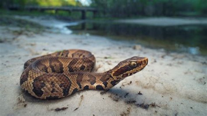 Do water moccasins attack in groups