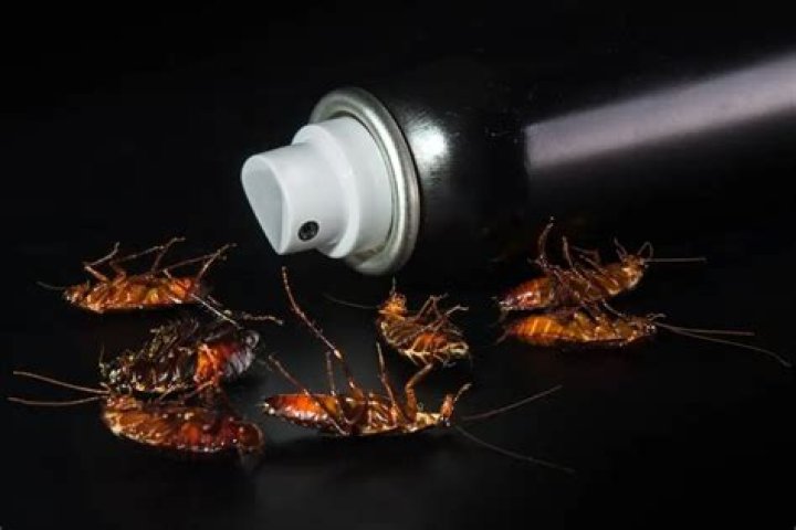 Does Hairspray kill roaches