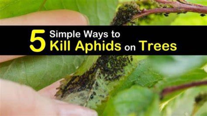 How do I get rid of aphids on my apple tree