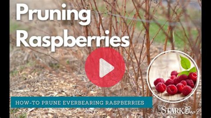How do you raise red raspberries