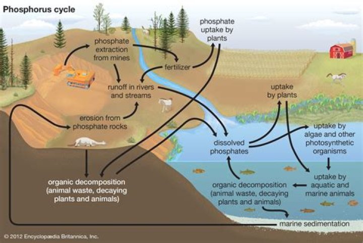 How is the phosphorus cycle like the nitrogen cycle