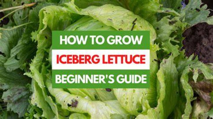How long does it take iceberg lettuce to germinate