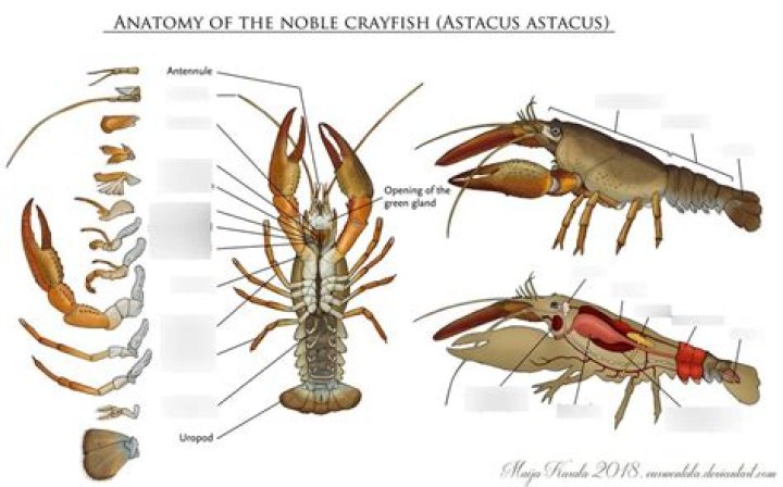 How many legs are on members of the crustacean class