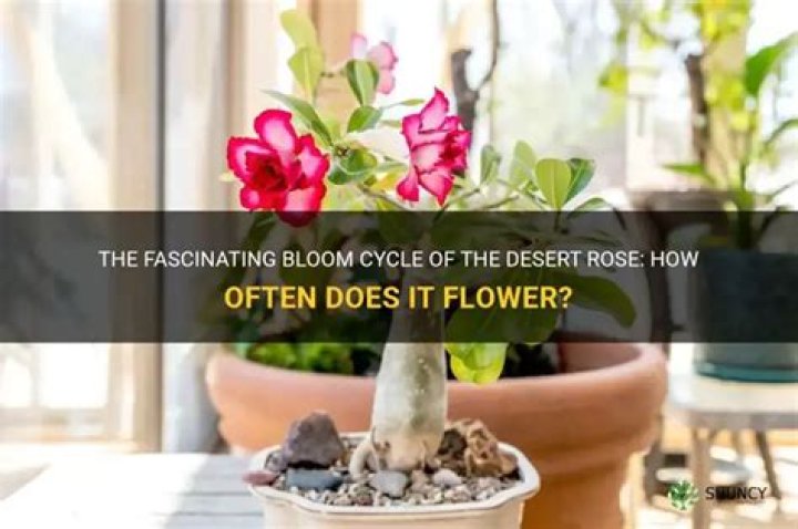 How often does Desert Rose bloom