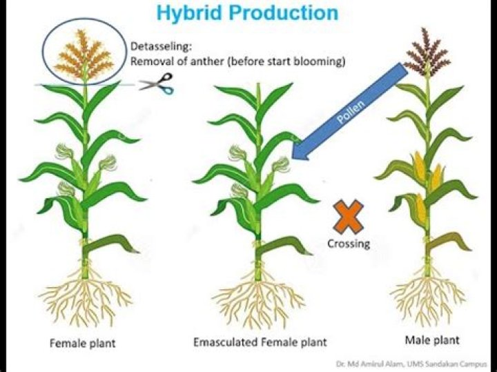 Is corn a hybrid food