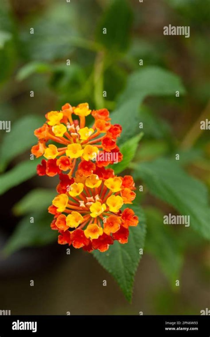 Is Lantana a verbena
