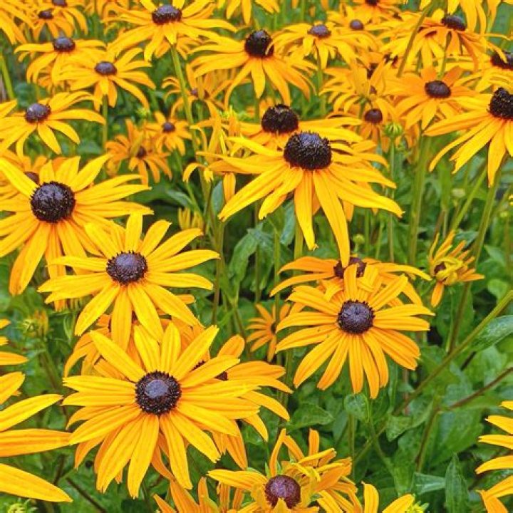 Is rudbeckia an annual or a perennial