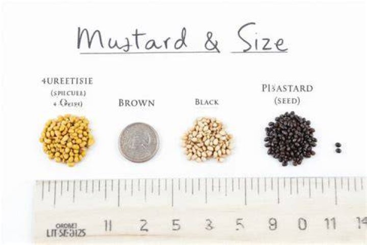 Is the mustard seed the smallest of all seeds