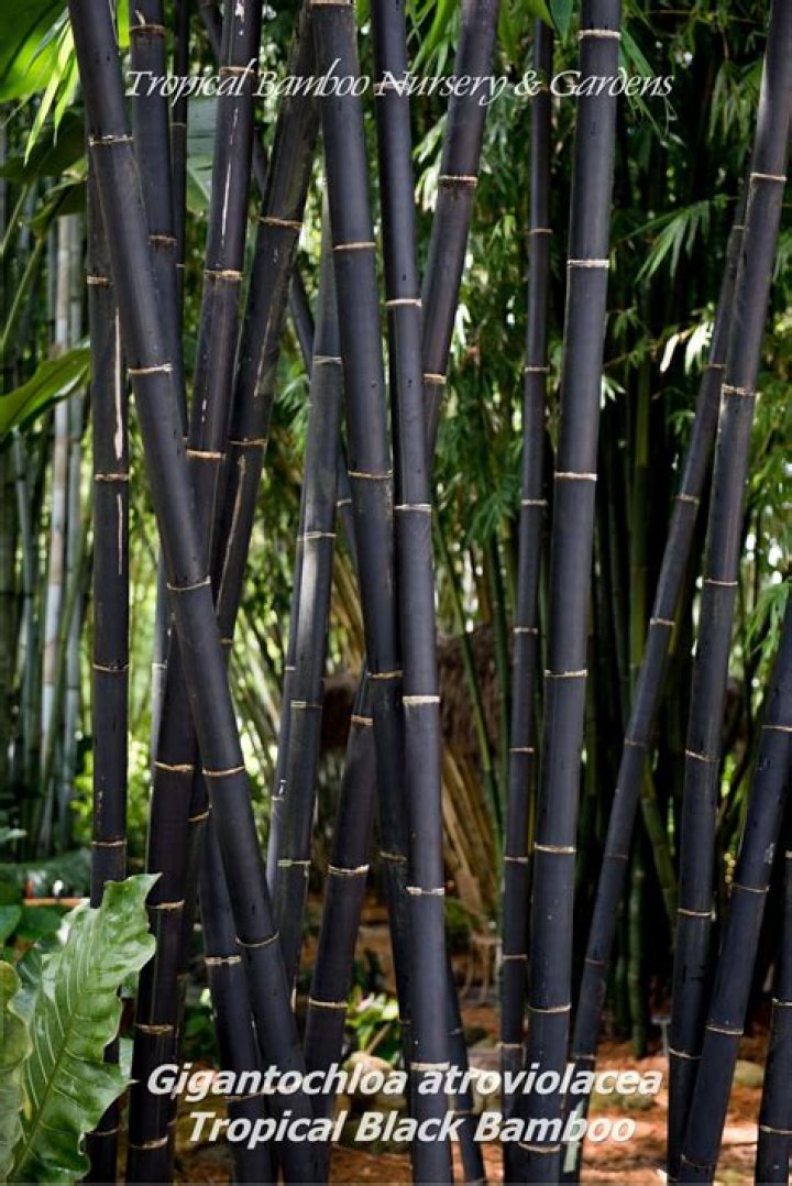Is there a dwarf black bamboo