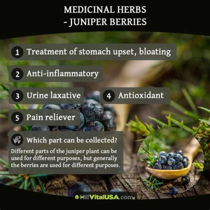 What are the health benefits of juniper berries