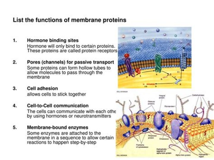 What are the six functions of proteins