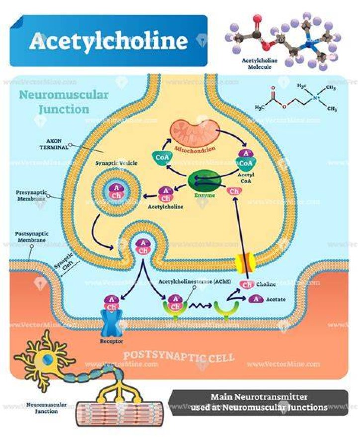 What does acetylcholine do in Parkinsons