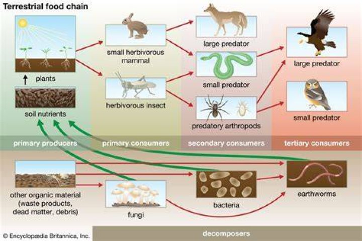 What is terrestrial food chain