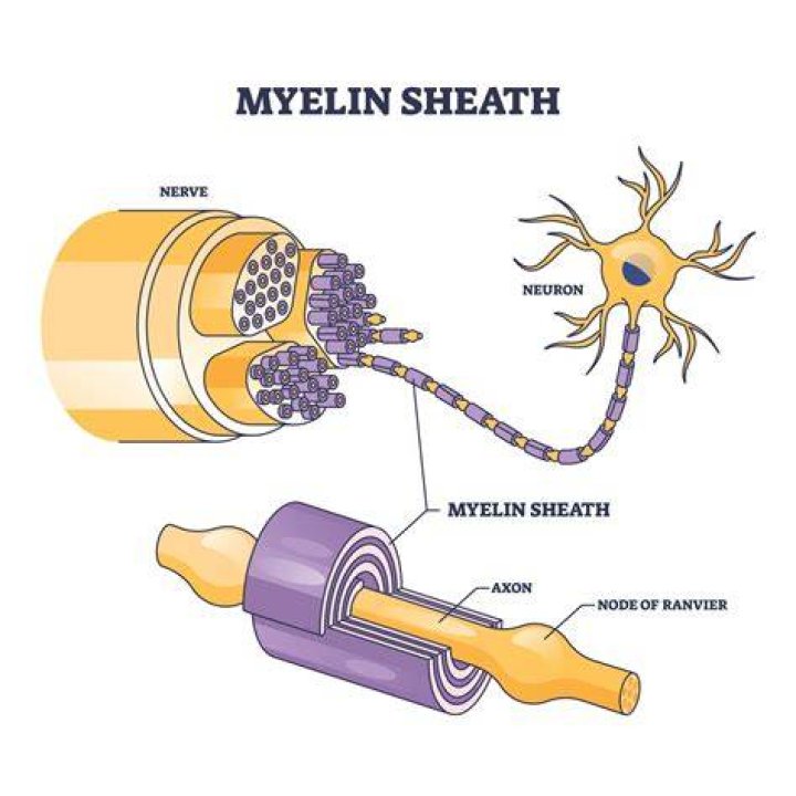 What is the myelin sheath of a neuron