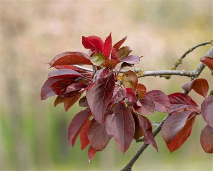 What kind of trees have dark red leaves