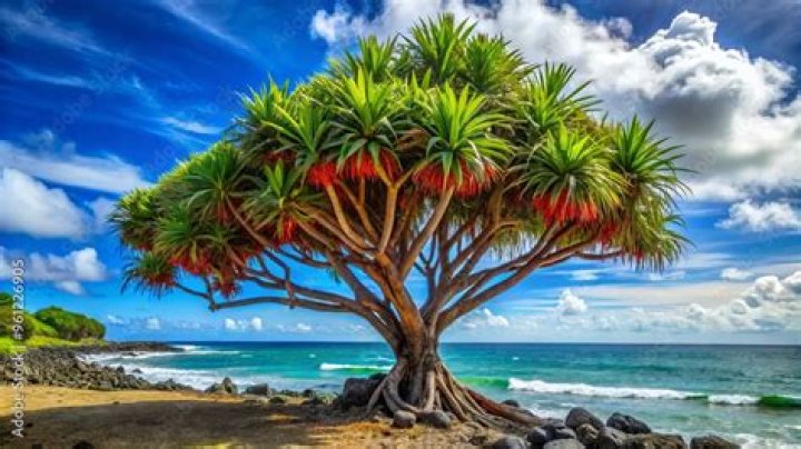 What trees are native to Hawaii