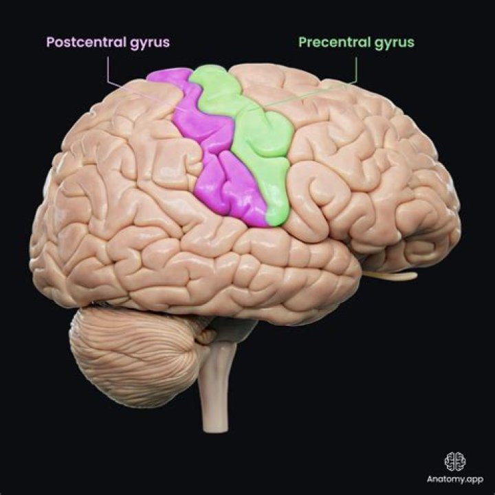Where is the Postcentral gyrus located and what is its function