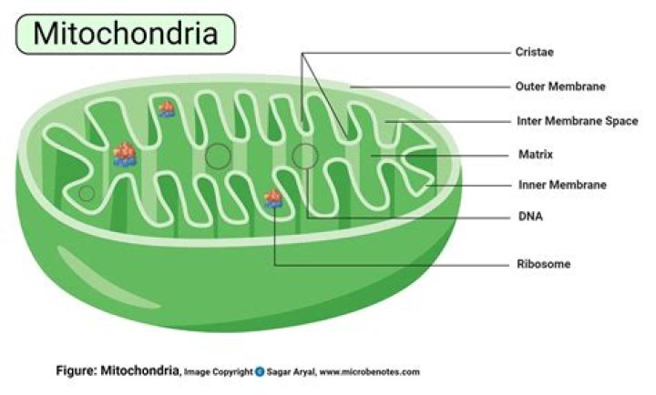 Why are mitochondria found in most plant cells