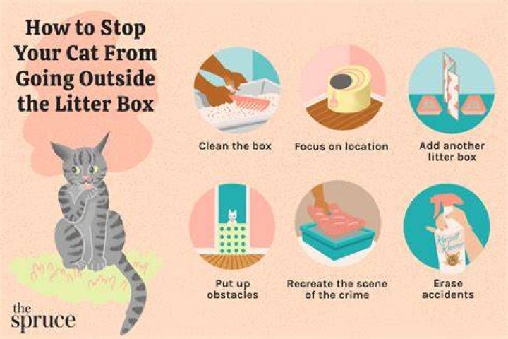 Why does my cat poop next to the litter box