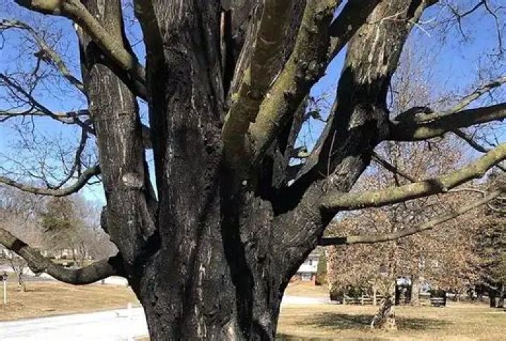 Why does my maple tree have black bark